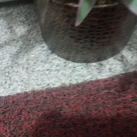 فروش دو گلدان گل مصنوعی|گل مصنوعی|تبریز, |دیوار