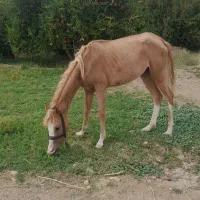 کره مادیان دوخون عرب مصری