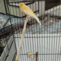 قناری ماده 5تخم