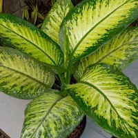 گل گیاه آپارتمانی باطراوت