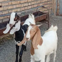 بزغاله کولار پاکستانی