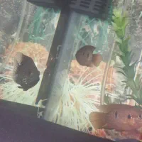 آکواریوم شیشه خم با وسایل و ماهی|ماهی|محمدشهر, علی آباد گونه|دیوار