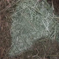 فروش یونجه جهت خرگوش و خوکچه  با ارسال رایگان