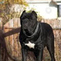 روتواایلر کین کورسوو دوبرمن بلک توله سگ ژرمن رکسی