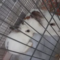 تعدادی خرگوش زیبا|موش و خرگوش|گرگان, |دیوار