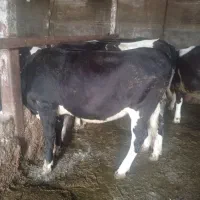 گوساله ماده