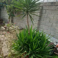 فروش درخت یوکا|گل و گیاه طبیعی|رودسر, |دیوار