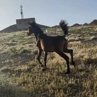 اسب