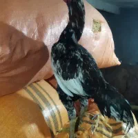 خروس لاری معاوضه با مرغ وخروس کردی|حیوانات مزرعه|گوآور, |دیوار