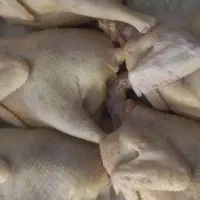 فروش مرغ،خروس،اردک وبوقلمون محلی