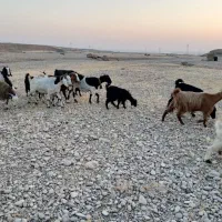 بز و بی|حیوانات مزرعه|اندیمشک, |دیوار