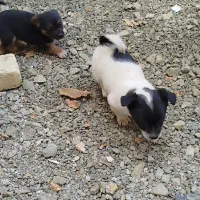 توله سگ پاکوتاه