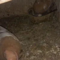 کبوتر|پرنده|اسفراین, |دیوار