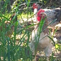 خروس فروشی|حیوانات مزرعه|سیمین شهر, |دیوار