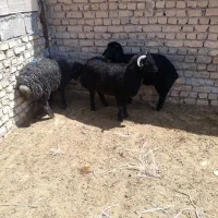 بره نر سبک پای پروار سیاه سام