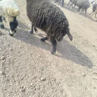 فروش 4عدد میشو بره|حیوانات مزرعه|ارسنجان, |دیوار