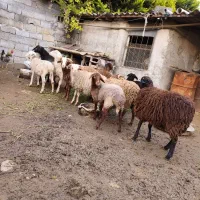 بره گوسفند ۱۲ عدد