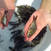 فروش بچه ماهی کپور و خوراک ماهی