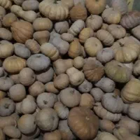 کدو انجیری بهاره شیرین و سالم