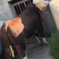 سلاخ سلاخی قصاب ذبح حلال گوساله گوسفند حرفه ای|خدمات پذیرایی، مراسم|زنجان, |دیوار