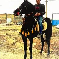 کشش اسب سیلمی|اسب و تجهیزات اسب‌سواری|مرودشت, کناره|دیوار