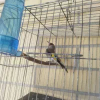 یک عدد سهره نر