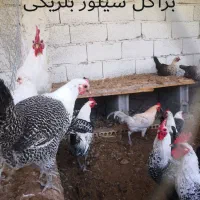 جوجه مرغ زینتی - فول کیفیت