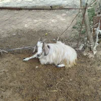 بز خدافرین