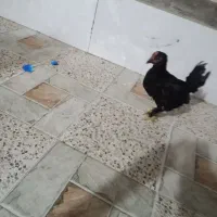 جوجه محلی