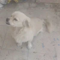 سگ پاکوتا|سگ|محمدیه-قزوین, |دیوار