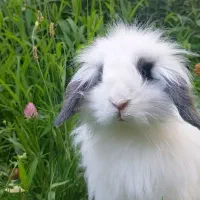 واگذاری خرگوش رایگان‌