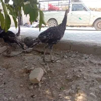 بوقلمون برنز امریکایی