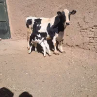 گاو شیری با گوساله ماده