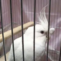 عروس هلندی نر آلبینو|پرنده|ملایر, |دیوار