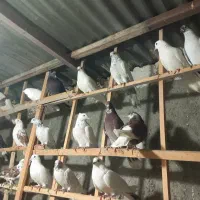 کفتر گرفتنی