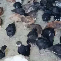 فروش جوجه جهادی ۳۵ روزه درجه ۱