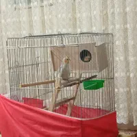 پرنده عروس هلندی جفت|پرنده|نسیم‌شهر, |دیوار