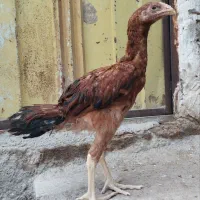 جوجه خروس لاری