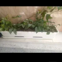 گلدان