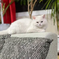 گربه چین چیلا