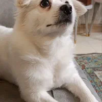 پامر اشپیتز نر|سگ|تهران, فردوسی|دیوار