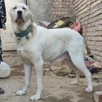 واگذاری سگ نگهبان و گلگی ضمانتی