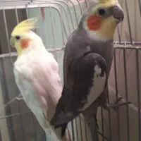 عروس هلندی|پرنده|تهران, جی|دیوار