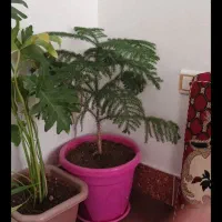 گل کاج مطبق به فروش میرسد