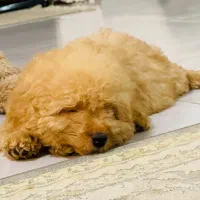 واگذاری سگ پودل اصیل نَر ۲ماهه|سگ|رشت, سلیمانداراب|دیوار