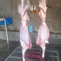 بره پروار شده گوسفنده زنده|حیوانات مزرعه|هشتگرد, قاسم آباد بزرگ|دیوار