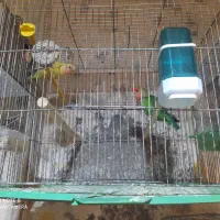 عروس هلندی .قناری .طوطی برزیلی|پرنده|کنگاور, |دیوار