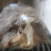 خوکجیه هندی فروش