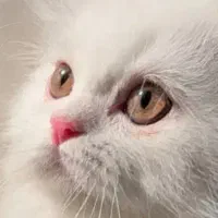 گربه پرشین اصیل