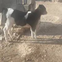 گاو گوساله ماده|حیوانات مزرعه|شیراز, کوشک بیدک|دیوار